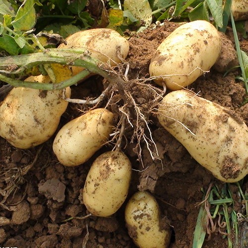 新乡市五福农业专业种植销售马铃薯