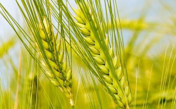 英广种植 优质原产地小麦 优质五谷杂粮国产品种小麦