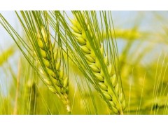 英广种植 优质原产地小麦 优质五谷杂粮国产品种小麦