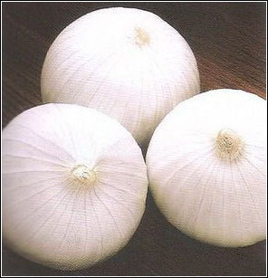白金刚——长日照白皮洋葱系列 批发种子