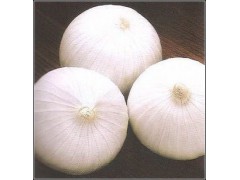 白金剛——長日照白皮洋蔥系列 批發種子