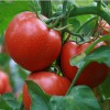 供应新绛县优质番茄