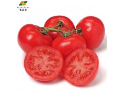 现摘沙瓤自然熟西红柿 新鲜蔬菜番茄 老少皆宜 蔬菜批发
