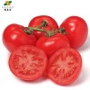 现摘沙瓤自然熟西红柿 新鲜蔬菜番茄 老少皆宜 蔬菜批发