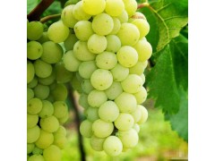 绿丰源 阳光玫瑰葡萄 中产葡萄 新鲜采摘 现摘现发 鲜甜可口 葡萄