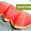 早春红玉西瓜种子日本进口早熟皮薄红壤小水果