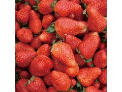 基地供应草莓 草莓苗 新鲜无公害 雨恋草莓