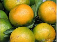 供应柑橘 柑桔 脐橙 橙子