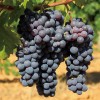 美国加州进口红提有籽大葡萄提子进口新鲜水果现摘现货特价批发