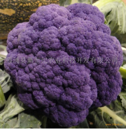 供應速凍紫花菜