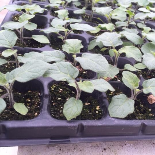 供应优质营养基质栽培茄子苗