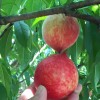 油桃精品水果
