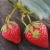 直供新鲜有机水果批发 铜鼓绿色草莓无农残