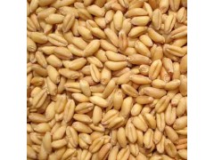 高产优质的小麦种子