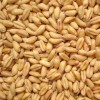 高产优质的小麦种子
