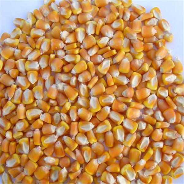 玉米种子 厂家直销玉米种子批发 量大从优