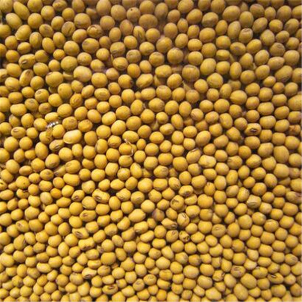 大豆种子 黄豆 大豆中粒黄豆 高产种子种植批发 单品主打