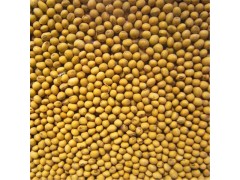 大豆种子 黄豆 大豆中粒黄豆 高产种子种植批发 单品主打