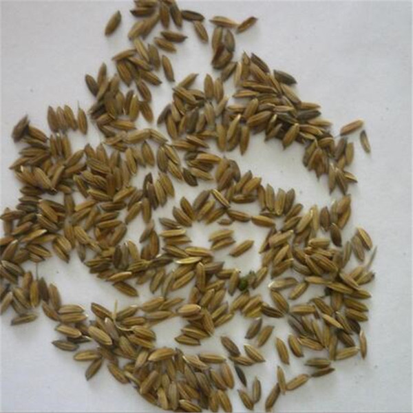 水稻种子 批发水稻种子 高产旱稻种子 稻谷种子水稻种子高产高抗* 产量高