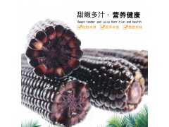 優質源頭廠家潤禾玉米 【有機種植】 有機黑玉米 新鮮甜糯玉米 鮮食玉米