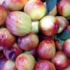 厂家直销 天然有机 精品砀山油桃 优质油桃