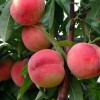 供应 优质桃树苗批发 当年结果 果树 量大优惠