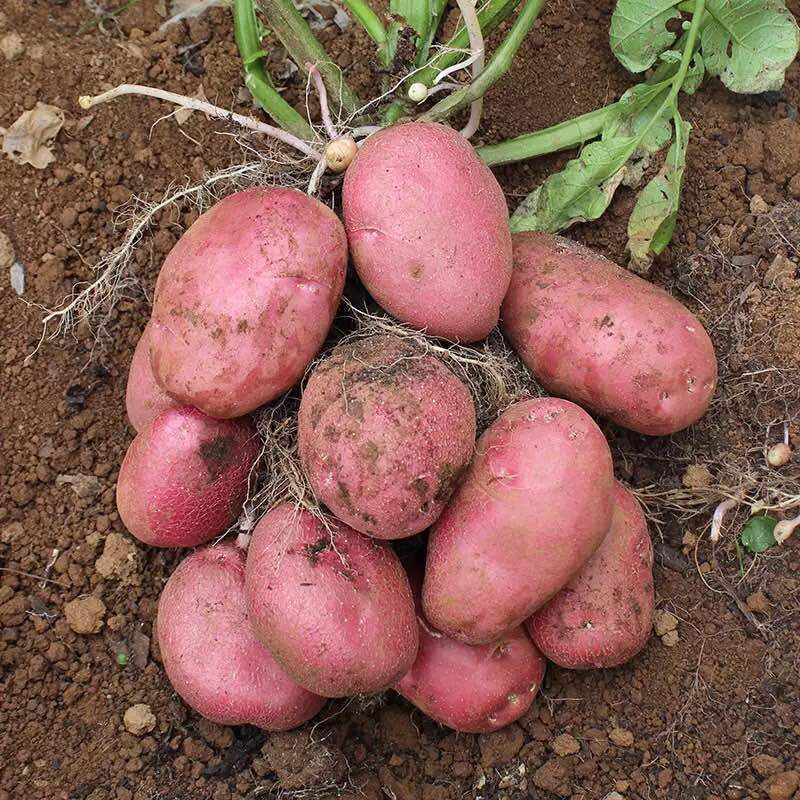 供应红皮土豆