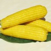 供應露茵黃糯玉米真空老玉米 非轉基因笨玉米黃粘玉米早餐黃玉米
