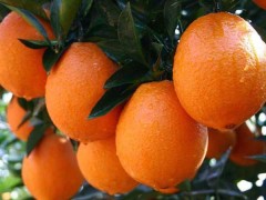 赣南脐橙农家果园直售赣州新鲜橙子现摘现发精品果带箱15斤装包邮