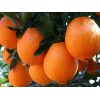赣南脐橙农家果园直售赣州新鲜橙子现摘现发精品果带箱15斤装包邮