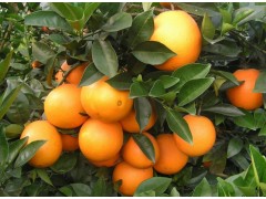 新鲜水果多汁甜橙子现摘现发农家时令赣南脐橙果园直供5斤装包邮
