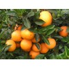 新鲜水果多汁甜橙子现摘现发农家时令赣南脐橙果园直供5斤装包邮