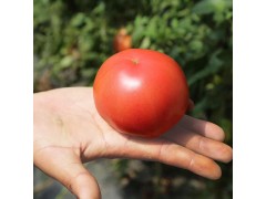 王黑旦西紅柿 水果西紅柿 12枚大果精品禮盒裝