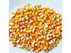 厂家供应 晋城陵川 黄玉米 质优价廉 量大从优