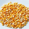 厂家供应 晋城陵川 黄玉米 质优价廉 量大从优