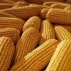 厂家供应 大量黄玉米干玉米物美价廉