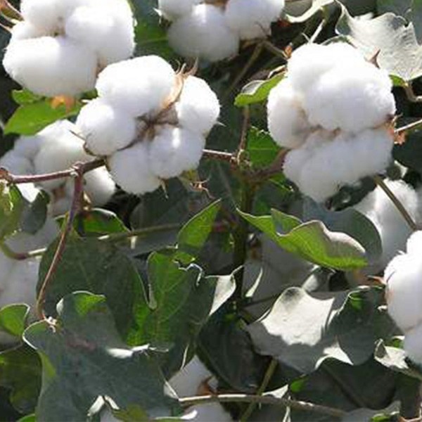 自有承包地種植 棉花