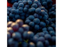 供應 藍莓葡萄 葡萄苗專業培育優質葡萄
