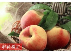 绍兴上虞水蜜桃 自产自销 优质 现摘 新鲜水果 散装 礼盒装