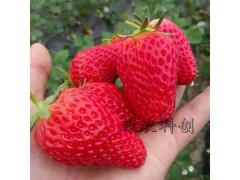绿农科创~精品草莓
