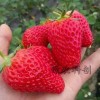 绿农科创~精品草莓