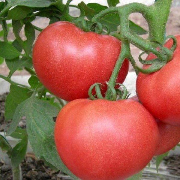 农产品批发 绿色无公害西红柿 美容蔬果番茄 新鲜蔬菜大批