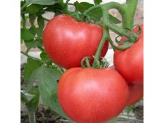 農產品批發 綠色無公害西紅柿 美容蔬果番茄 新鮮蔬菜大批