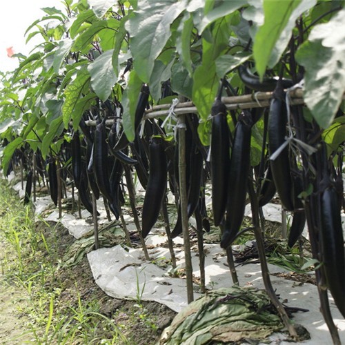 大量供应新鲜茄子 上郊蔬菜绿色种植价格实惠