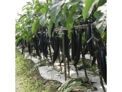 大量供应新鲜茄子 上郊蔬菜绿色种植价格实惠
