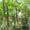 大量供应新鲜黄瓜 天然种植 绿色食品 新鲜黄瓜 批发价格优惠
