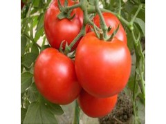 志良蔬菜常年供应新鲜西红柿
