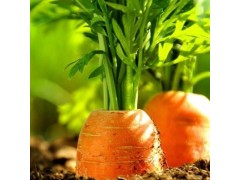 农家有机新鲜带泥小胡萝卜 无公害红萝卜 非转基因胡萝卜