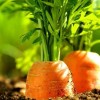 农家有机新鲜带泥小胡萝卜 无公害红萝卜 非转基因胡萝卜