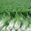 民生源蔬菜专业合作社 批发供应新鲜白菜 无公害蔬菜